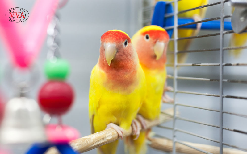 Hình 2: Chim vẹt Lovebird  